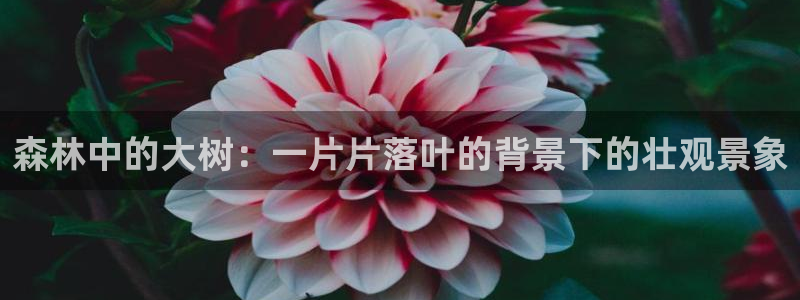 天顺娱乐官方网